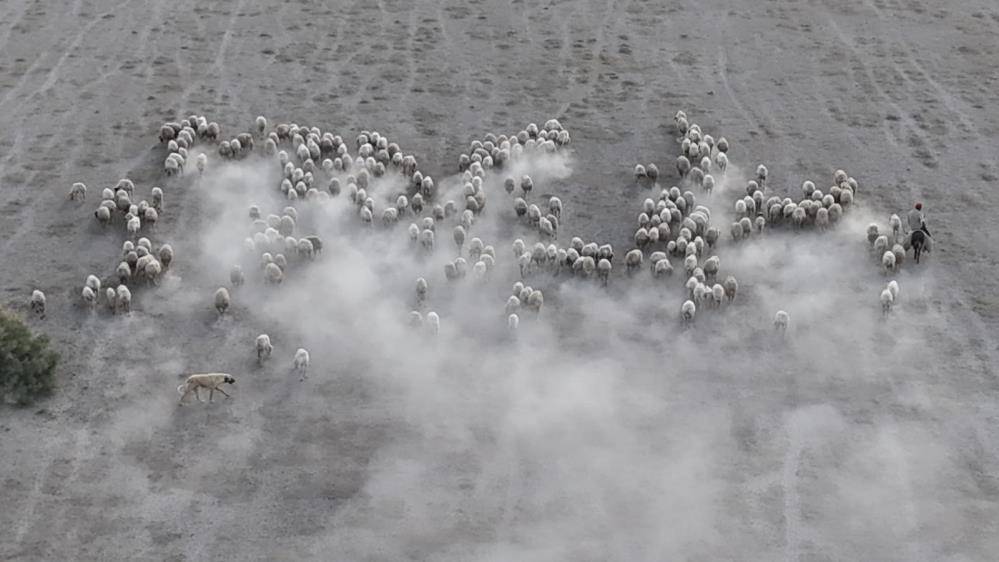 Konya’da sessizliği kuzular bozdu 3